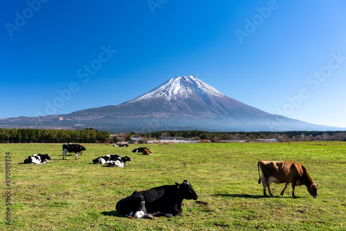 朝霧高原・放牧された牛たちと晩秋の富士山 静岡県 富士宮市