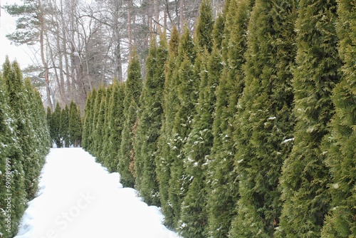 Big decorative green hedge of thuja trees on backyard at winter time. Home garden design. Thuya plants for professional landscaping. Natural coniferous wall. Evergreen tui fence yard