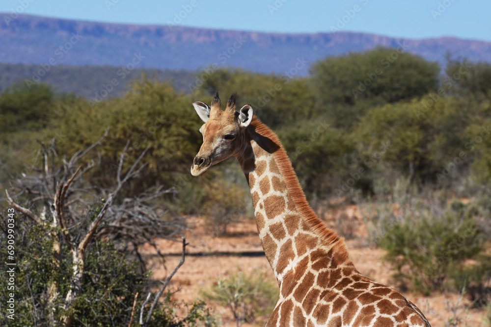 Obraz premium Steppengiraffe (giraffa camelopardalis) in Namibia.