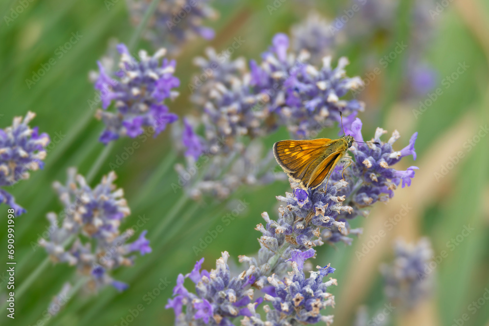 Large Skipper butterfly (Ochlodes sylvanus) perched on lavender plant in Zurich, Switzerland Large Skipper butterfly (Ochlodes sylvanus) perched on lavender plant in Zurich, Switzerland