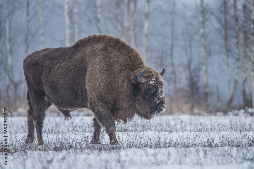 A bison in winter searching for food in the Podlaskie Voivodeship, near Białystok, showcasing survival in the cold season. A bison in winter searching for food in the Podlaskie Voivodeship, near Białystok, showcasing survival in the cold season.