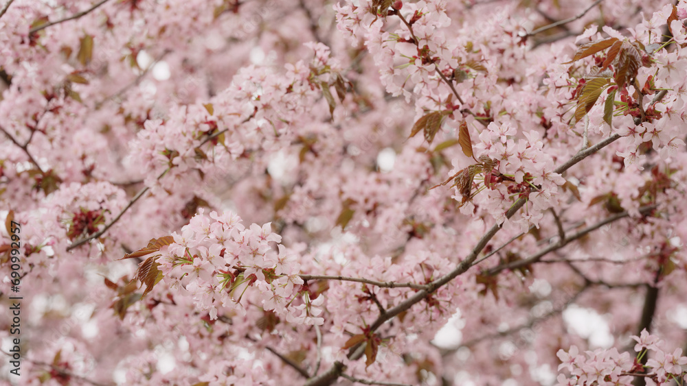 Sakura cherry blossom in spring on a cloudy day Sakura cherry blossom in spring on a cloudy day