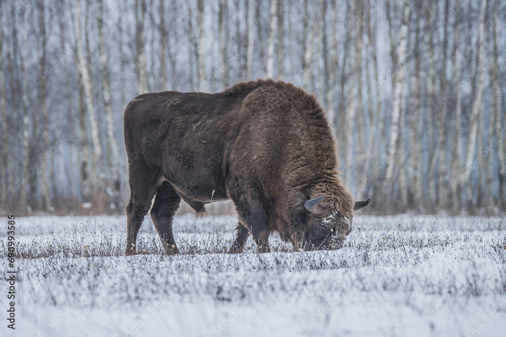 A bison in winter searching for food in the Podlaskie Voivodeship, near Białystok, showcasing survival in the cold season. A bison in winter searching for food in the Podlaskie Voivodeship, near Białystok, showcasing survival in the cold season.