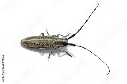 Agapanthia cardui is a species of beetle of the Cerambycidae family, Lamiinae subfamily, which inhabits most of Europe, especially Spain, on white background, top view © Sendo