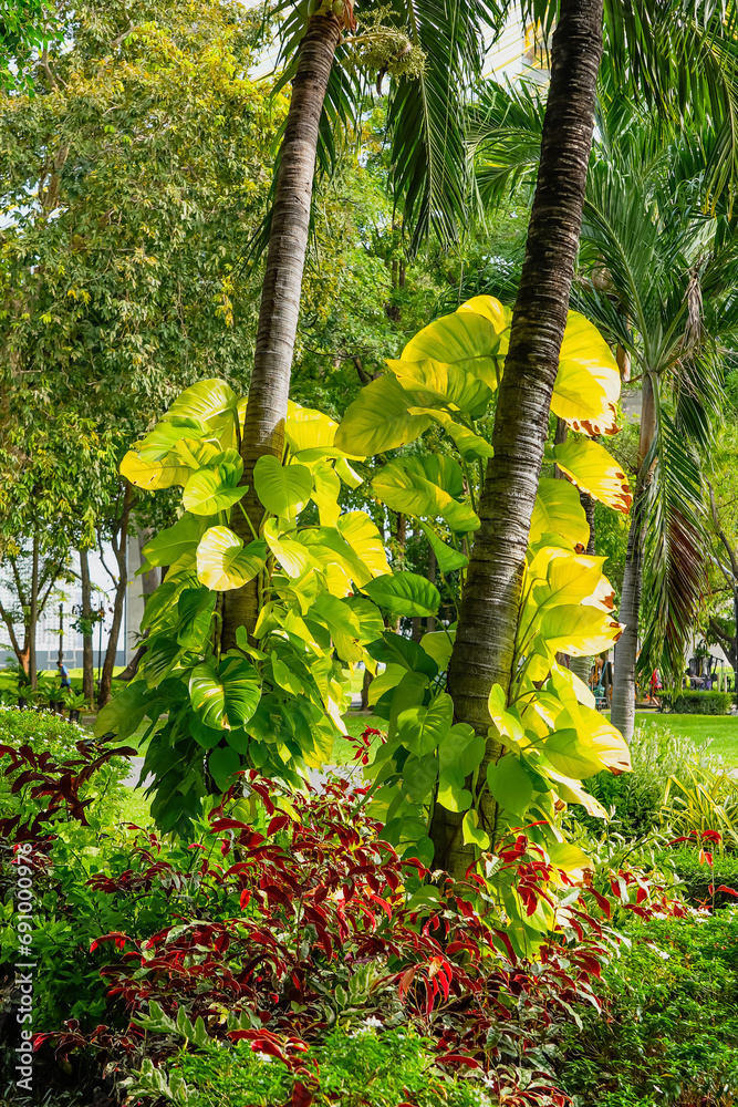 Fototapeta premium Philodendron with yellow variegation climbs along the trunk of a tropical palm tree in a humid jungle forest in Thailand.