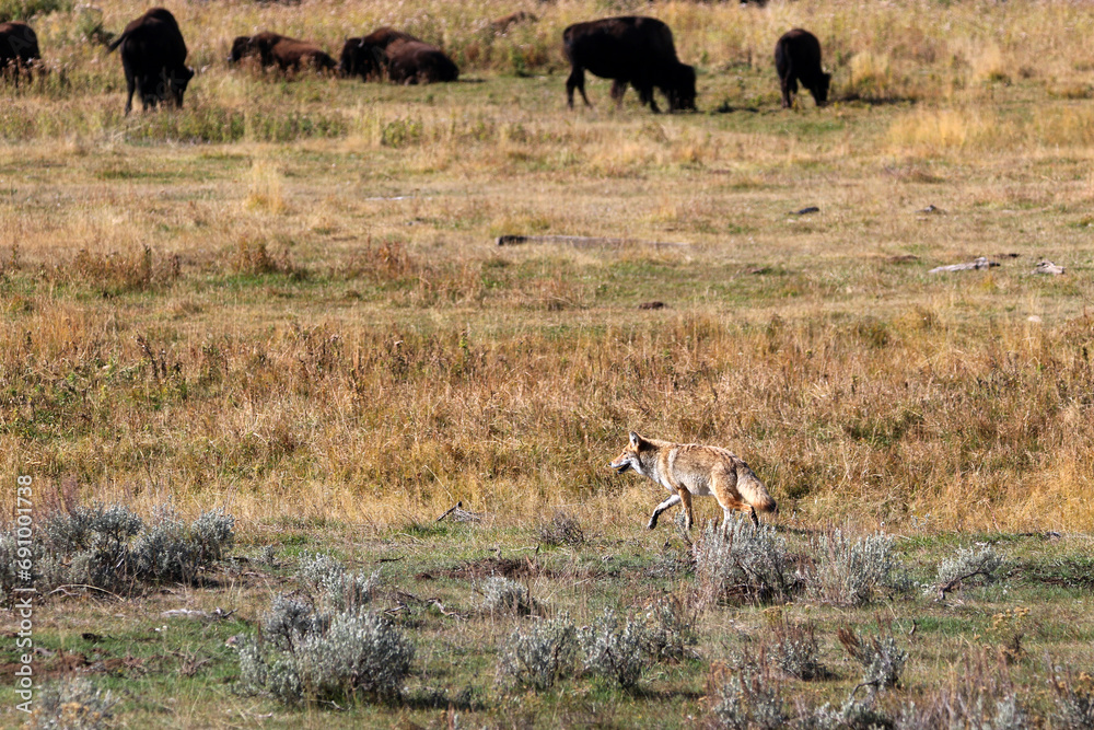 Coyote and bison in Yellowstone National Park, Wyoming USA Coyote and bison in Yellowstone National Park, Wyoming USA