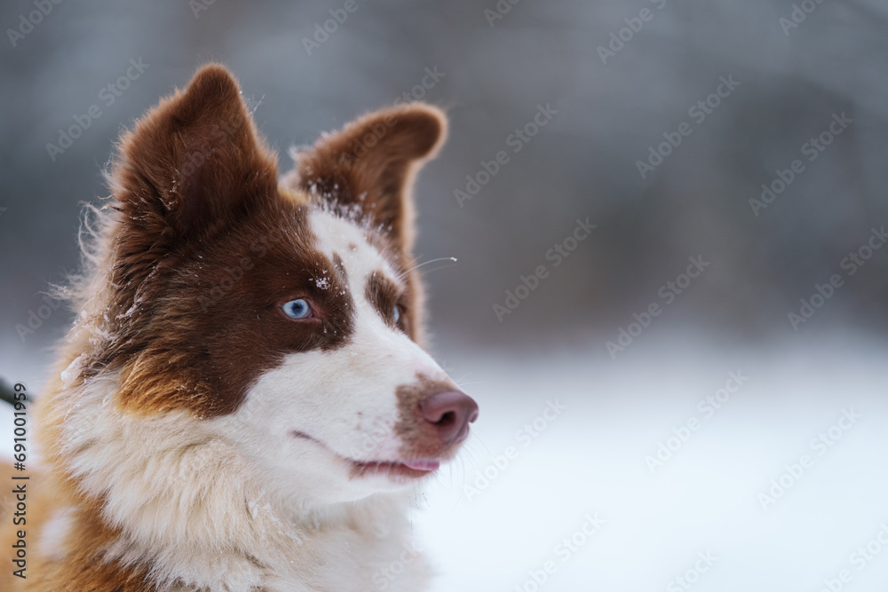 Ginger laika dog portrait in winter