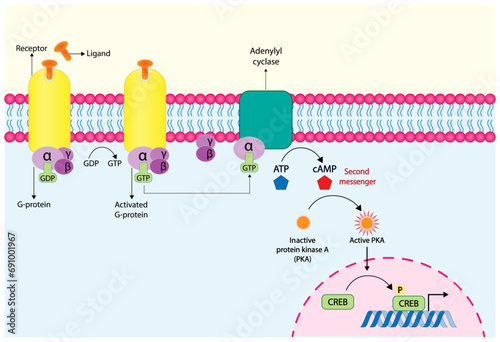 G protein coupled receptor (GPCR). Cell membrane receptors for ligands binding. cAMP, second messenger, production amplification. Protein kinase A, PKA. cAMP response element binding protein (CREB). photo