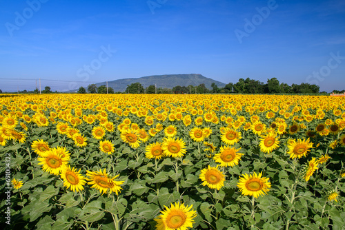 Beautiful sunflower blooming in sunflower field with blue sky background.