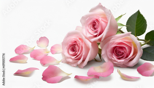 Light pink rose flower and petals on laying white background