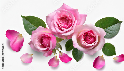 Light pink rose flower and petals on laying white background