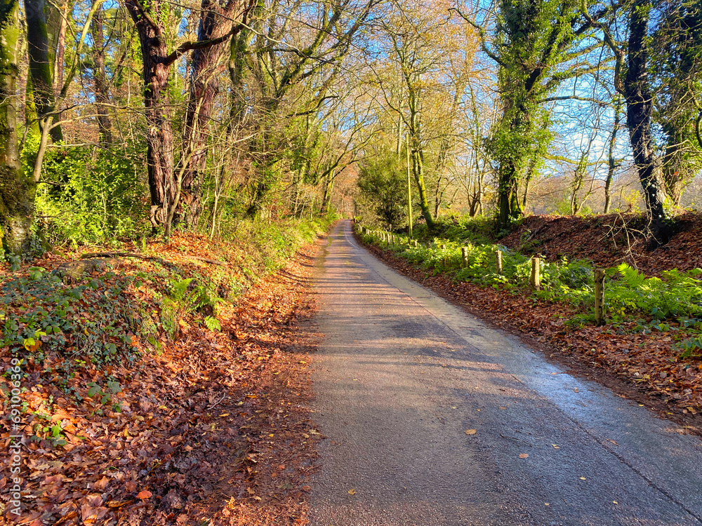 Road at Woodbury Common in Devon Road at Woodbury Common in Devon