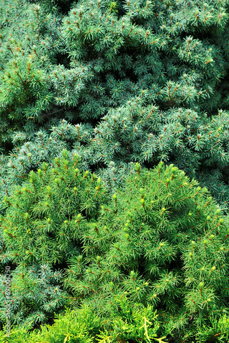 Texture of spruce branches close-up. Abstract background