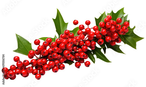 Green Christmas pine twigs and red berries of winterberry Holly on transparent background