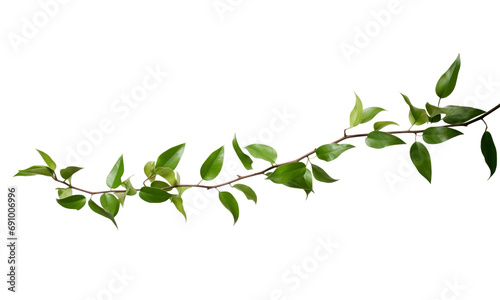 green leaves isolated  on transparent background