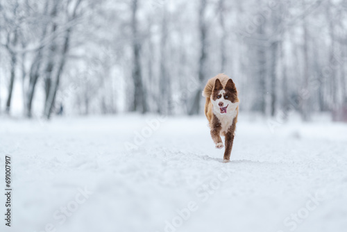 Fototapeta Naklejka Na Ścianę i Meble -  Closeup portrait of siberian laika in ginger color walking and playing in snow