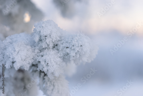 Closeup photo of spruce tree branch covered with hoarfrost after very cold night