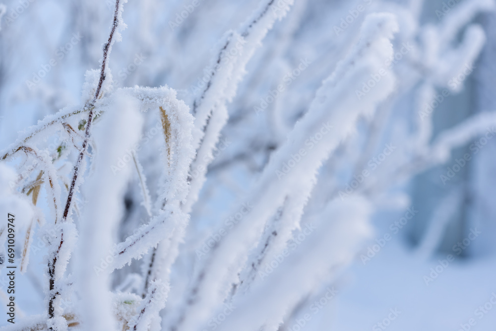 Closeup photo of dry grass on a field covered with hoarfrost after cold night