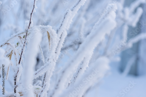 Closeup photo of dry grass on a field covered with hoarfrost after cold night © GCapture