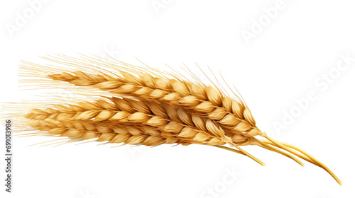 An ear of wheat isolated on transparent or white background, png photo