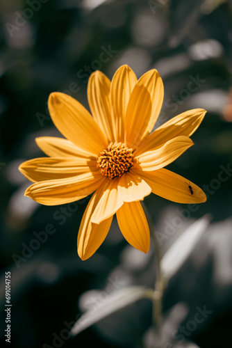 Wallpaper Mural yellow flower in the garden Torontodigital.ca