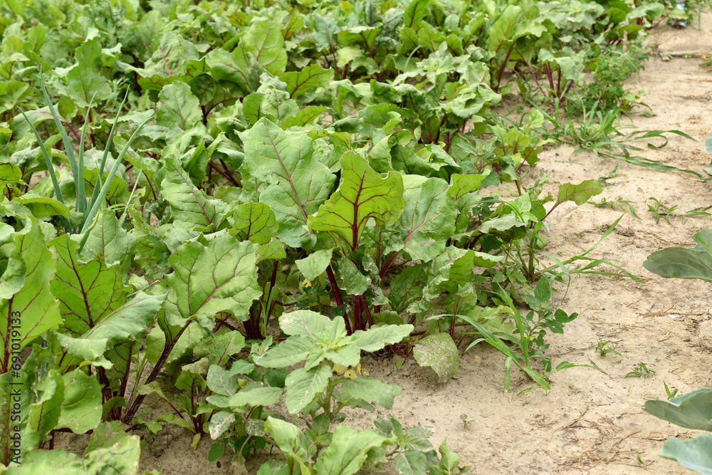 Naklejka premium A bed of red beets in the garden.