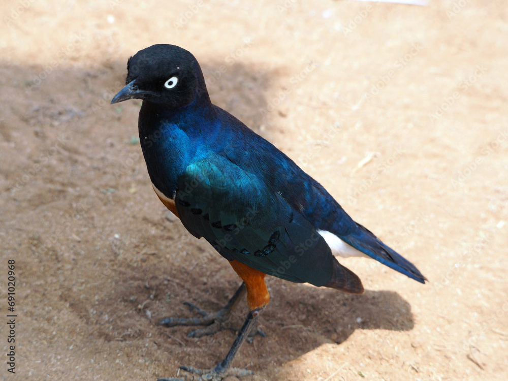 Picture of superb starling bird staying on the dusty ground. Black and blue opalescent feathers, red legs, shining light eye. Picture of superb starling bird staying on the dusty ground. Black and blue opalescent feathers, red legs, shining light eye.