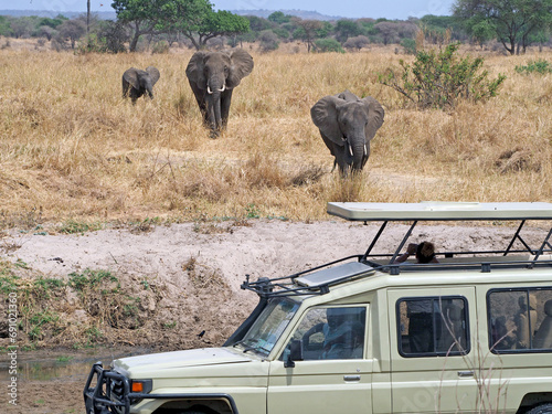Elephants and car - safari © Natalia