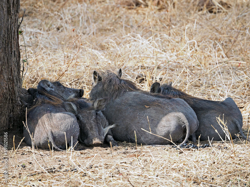 Pack of warthogs sleeping in the shadow under tree © Natalia