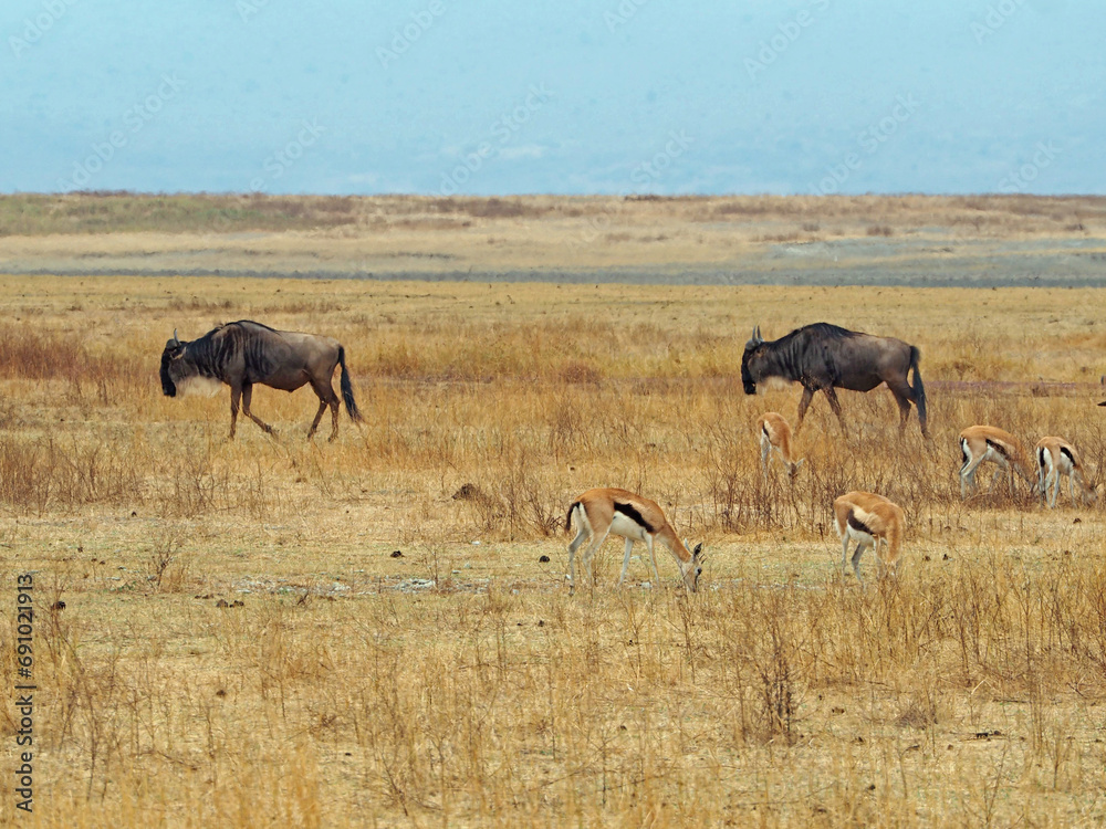 Landscape photography and view of gnu herd on african savanna. Two gnu antelopes and couple of imapalas. Yellow, black, brown colors and blue sky. High contrast. Landscape photography and view of gnu herd on african savanna. Two gnu antelopes and couple of imapalas. Yellow, black, brown colors and blue sky. High contrast.