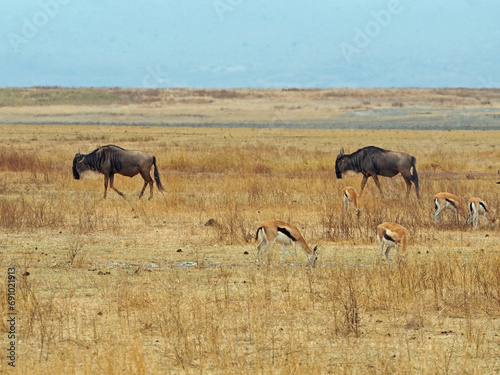 Distant view of gnu's herd in Ngorongoro