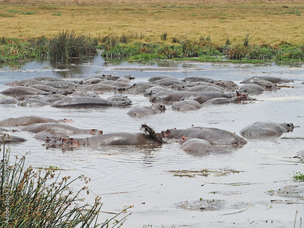 Photography of hippopotamus herd, bathing in the pond in Africa Photography of hippopotamus herd, bathing in the pond in Africa