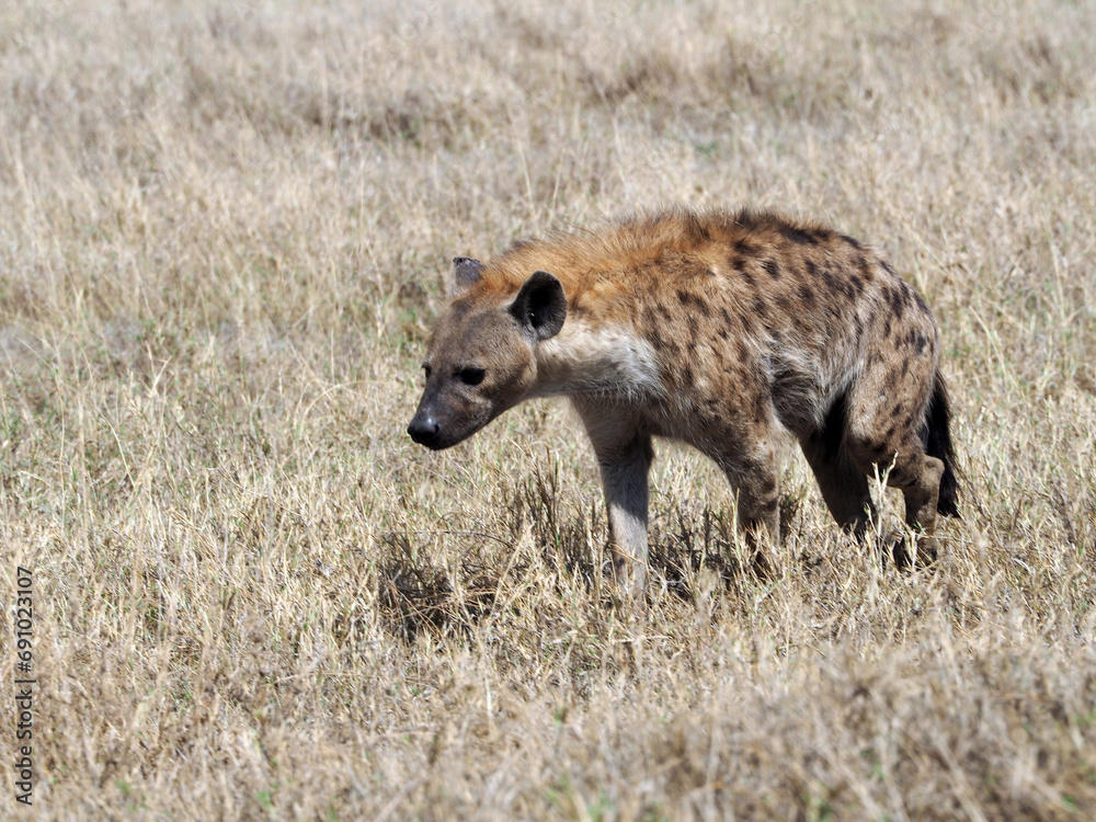 Wildlife photography of hyena wandering in dried out yellow grass of african savanna. Yellow, brown and grey colors. Wildlife photography of hyena wandering in dried out yellow grass of african savanna. Yellow, brown and grey colors.