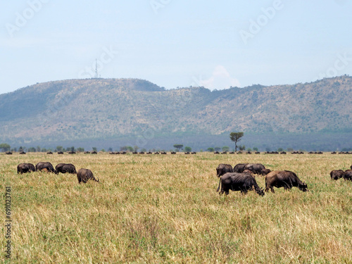 Herd of african buffalos with moutains in the background, grazing in the yellow dry grass © Natalia