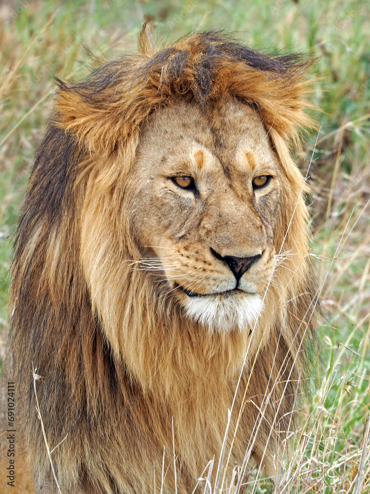 Fototapeta premium Vertical wildlife photography portrait of male happy lion with mane. Lion is sitting in green and yellow grass, looking straight, his body is turned right on the photo. Lion looks calm and happy.