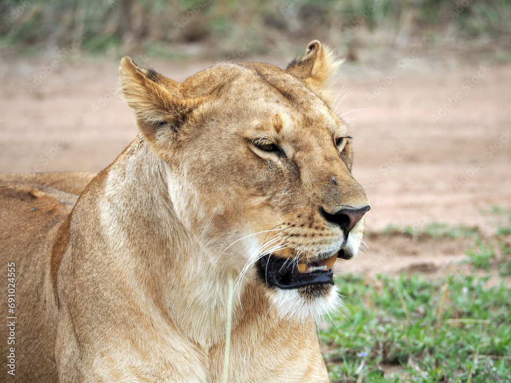 Fototapeta premium Wildlife photography portrait of lioness, head turned right on the photo, female lion is anxious. Eyes are closed, teeth partially exposed, ears are positioned on the head.