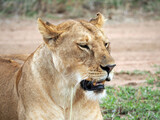 Portrait of lioness