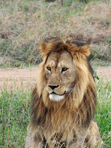 Vertical portrait of male lion with mane  lion is smiling