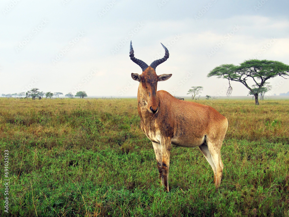 Wildlife Portrait photography of Topi antelope posing to camera, savanna landscape with acacia tree in background. Green grass and leaves, brown animals, light blue sky Wildlife Portrait photography of Topi antelope posing to camera, savanna landscape with acacia tree in background. Green grass and leaves, brown animals, light blue sky