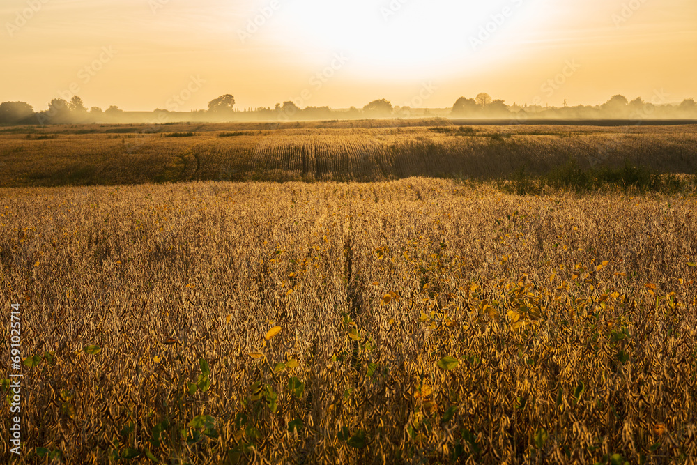 A field of ripe soy. A soybean field is illuminated by the sun.