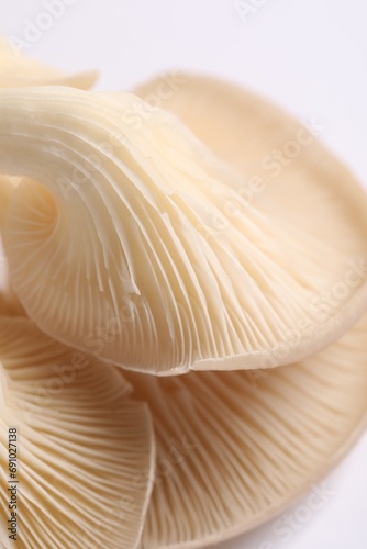 Fresh oyster mushrooms on white background, macro view