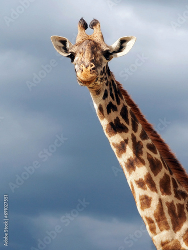 Vertical portrait of girafa face from the front, dark clouds in the background