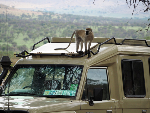 vervet monkey on the roof of the 4x4 car during safari in Africa © Natalia