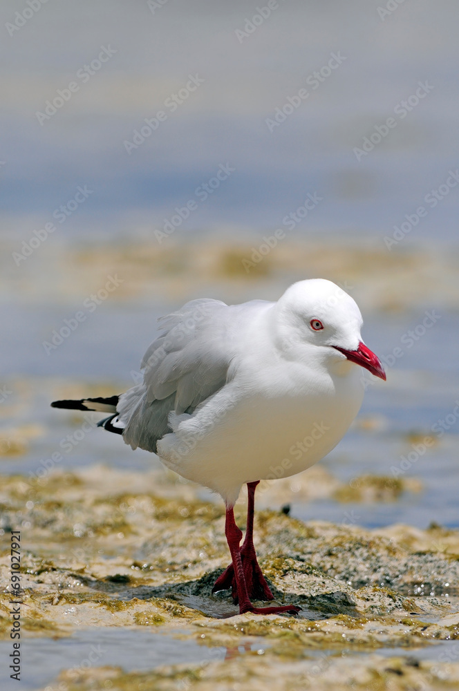 Silver gull, Red-billed Gull // Silberkopfmöwe (Chroicocephalus novaehollandiae) - New Caledonia Silver gull, Red-billed Gull // Silberkopfmöwe (Chroicocephalus novaehollandiae) - New Caledonia