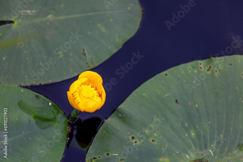 Nuphar Japonica (East Asian Yellow Water-Lily) , Bidford-On-Avon, Warwickshire, England photo