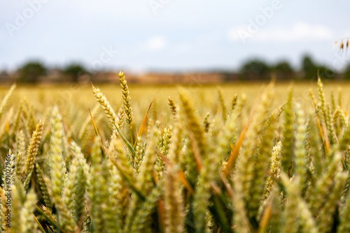 Wheat fields in  Bidford-on-Avon , Warwickshire, England photo