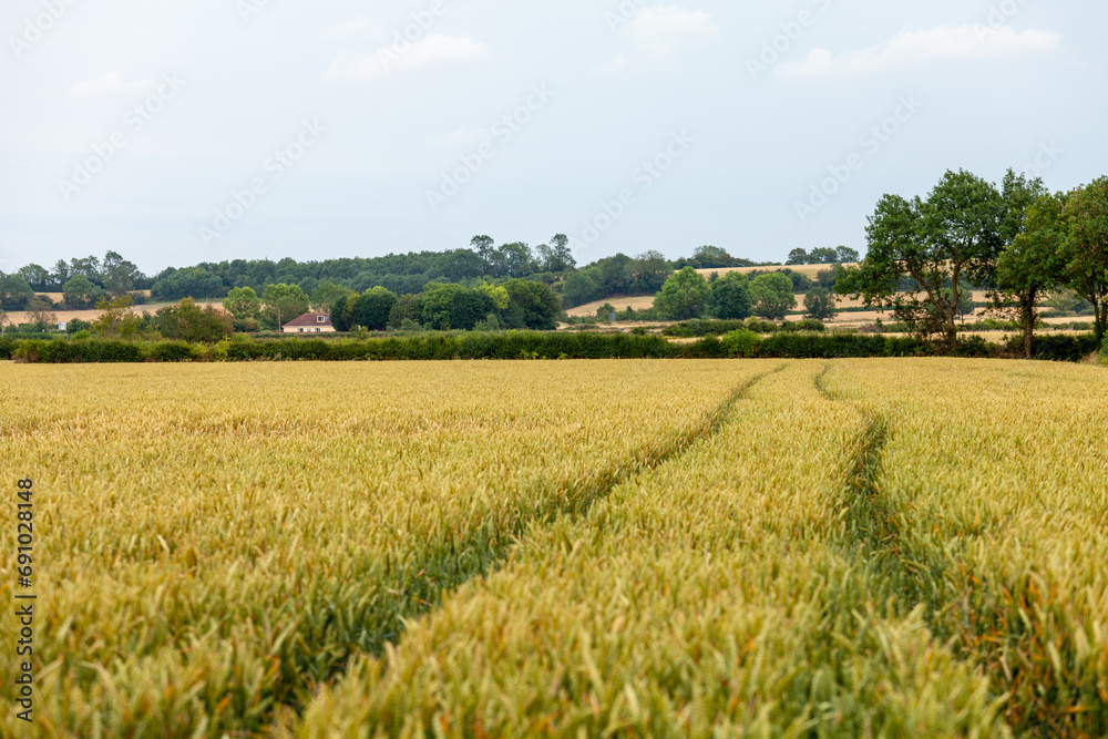 Wheat fields in  Bidford-on-Avon , Warwickshire, England