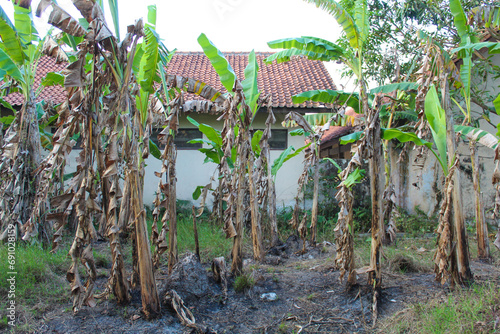 Banana plantations on small traditional scale. Banana trees with green leaves and no fruit