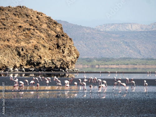flock of flamingos standing by the big rock in the shallow water of Lake Natron in Tanzania, Africa photo