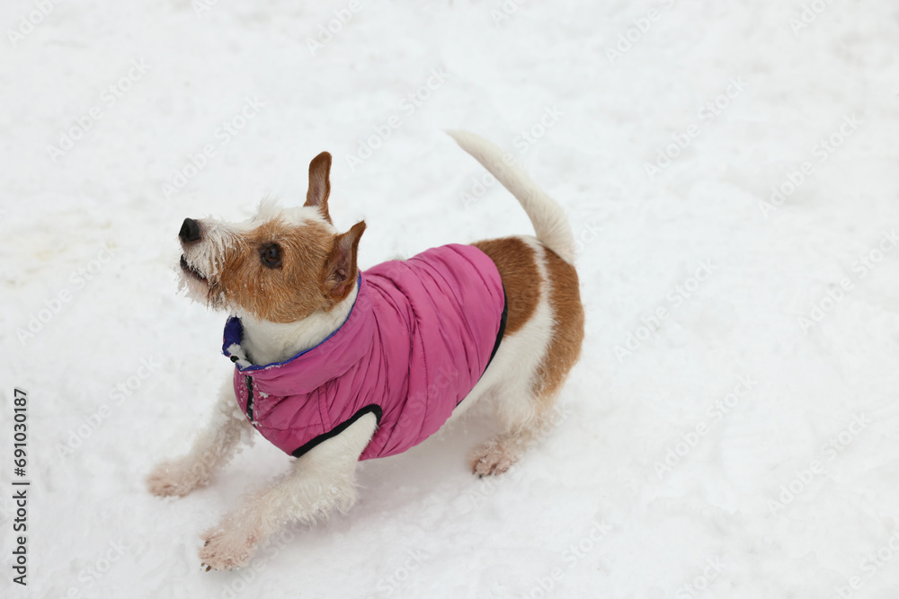 Cute Jack Russell Terrier in pet jacket on snow outdoors. Space for text Cute Jack Russell Terrier in pet jacket on snow outdoors. Space for text
